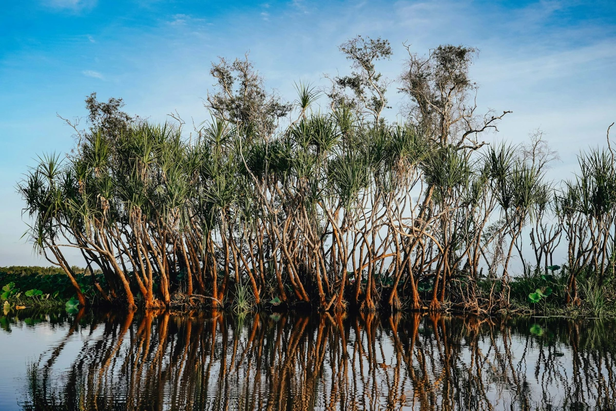 Coastal Plantation